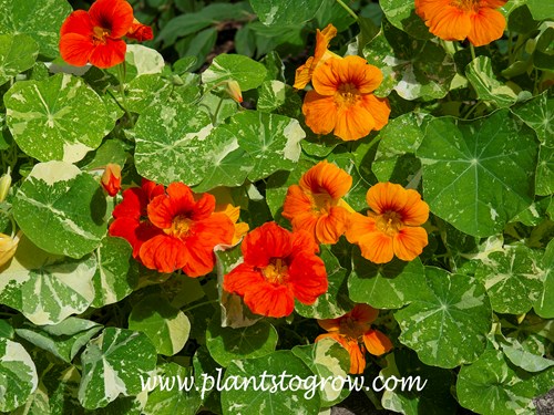 Nasturtium Alaska (Tropaeolum majus)